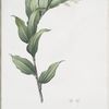 Smilacina racemosa