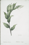 Smilacina racemosa