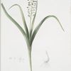 Muscari comosum