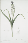 Muscari comosum