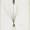 Muscari racemosum