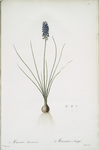 Muscari racemosum