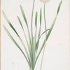 Allium nutans