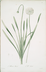 Allium nutans