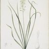 Ornithogalum pyrenaicum