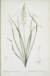 Ornithogalum pyrenaicum