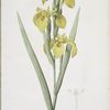 Iris pseudocorus