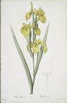 Iris pseudocorus