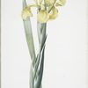 Iris Monnieri