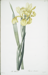 Iris Monnieri