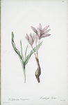 Colchicum variegatum