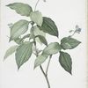 Tradescantia erecta
