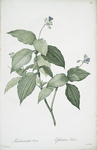 Tradescantia erecta