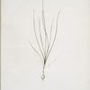 Allium mutabile