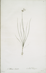 Allium mutabile