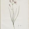 Amaryllis montana