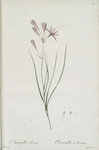Amaryllis montana