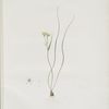 Ornithogalum spathaceum