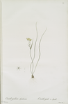 Ornithogalum spathaceum