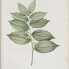 Polygonatum latifolium