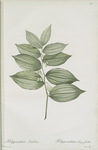 Polygonatum latifolium