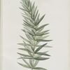 Polygonatum verticillatum