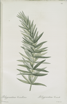 Polygonatum verticillatum