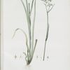 Heritiera tinctorum