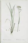 Heritiera tinctorum