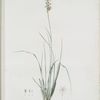 Pleea tenuifolia
