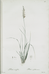 Pleea tenuifolia