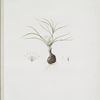 Melanthium gramineum