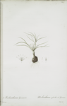 Melanthium gramineum