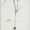 Sisyrinchium collinum