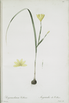 Sisyrinchium collinum