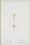 Ixia recurva ; Ixia filifolia