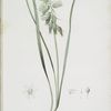 Ornithogalum nutans