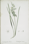 Ornithogalum nutans