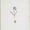 Scilla bifolia