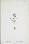 Scilla bifolia
