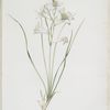 Phalangium liliastrum