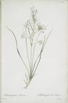 Phalangium liliastrum