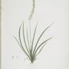 Tofieldia palustris