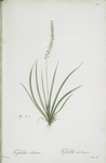 Tofieldia palustris