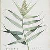 Flagellaria Indica