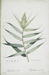 Flagellaria Indica