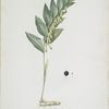 Polygonatum vulgare