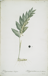 Polygonatum vulgare