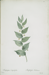 Streptopus amplexifolius