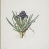 Iris pumila floribus violaceis